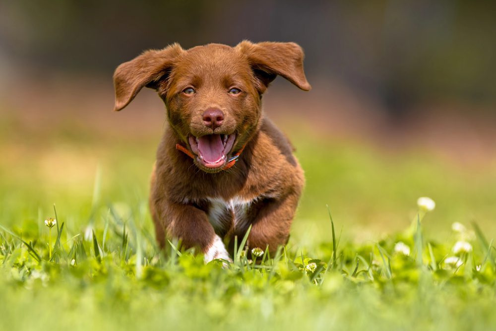 dog running in the park